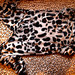 leopardine suknele 
