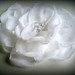 Balta gėlė