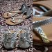 sidabrines basutes / metal sandals