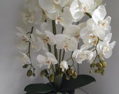 dirbtine orchideja