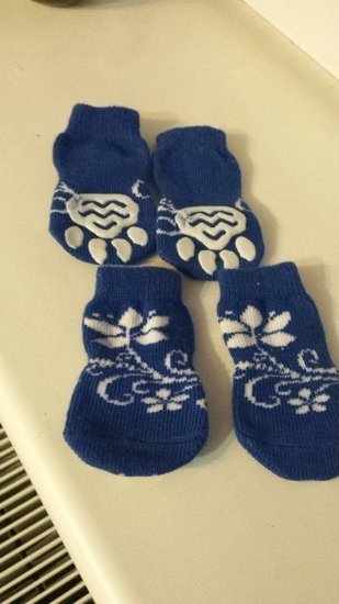 Mėlynos kojinytės šuniukui